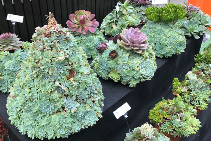 Amazing potted succulents by Vertical Walls