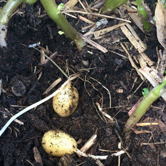 Baby chat potatoes developing