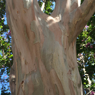 Crepe myrtles are also loved for their elegant patterned trunks