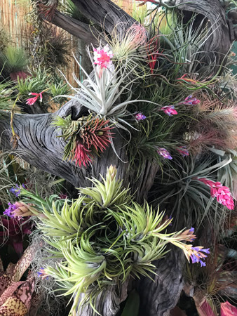 Simply awesome display of airplants (Tillandsias) by Dandaloo Valley Bromeliads