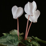 Cyclamen