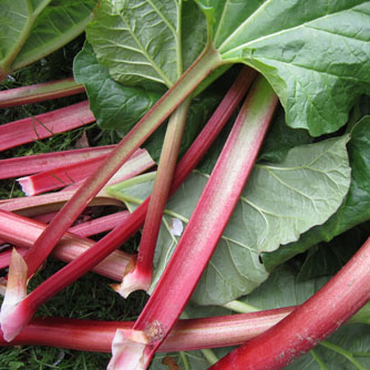Freshly harvested rhubarb stalks (remember to only eat the stems and discard the leaves)