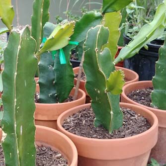 Dragon fruit grow easily from cuttings