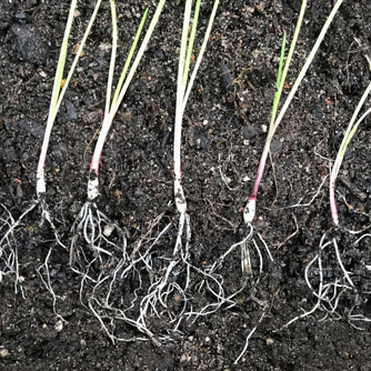Planting out spring onion seedlings