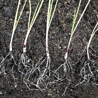 Planting out spring onion seedlings