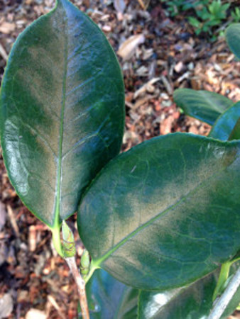 Camellia leaves with mite damage