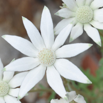 Velvety white flannel flowers