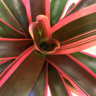 Aechmea with striking foliage