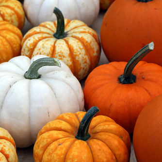 Different pumpkin varieties