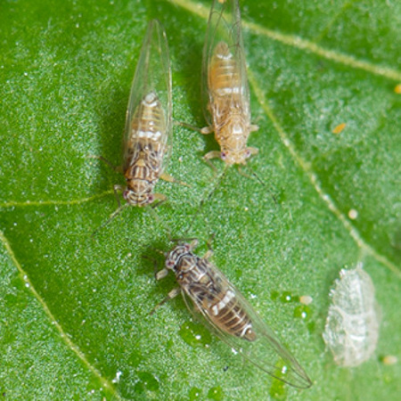 Tomato potato psyllid (adults and nymph). Image copyright: Western Australian Agriculture Authority (Dept of Ag & Food, WA)
