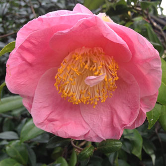 Pink camellia bloom