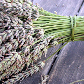 English lavender bunch ready for drying