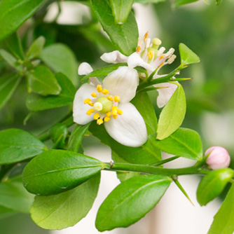Like all citrus finger limes produce small white flowers which are fragrant