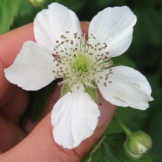Raspberry flowers will appear in spring or summer depending on the variety