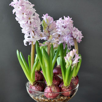 Hyacinths in full flower in a bowl