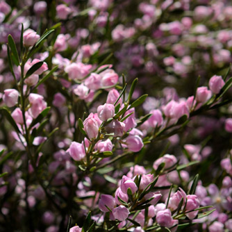 Long-leaf wax flower covered in buds (Philotheca myoporoides)