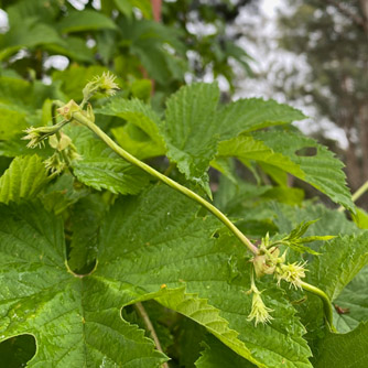 Young female hops flowers developing