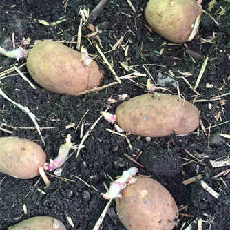 Chitted Nicola seed potatoes with sprouting 'eyes'