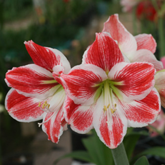 Red and white hippeastrum