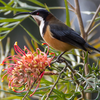 Birds, like this Eastern Spinebill, are also attracted to grevillea flowers