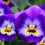 Pansies and Violas