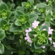 How To Grow Thyme - Eco Organic Garden