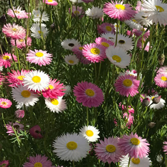 Pink and white paper daisies