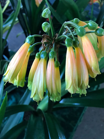 Spotted this unusual clivia hybrid called Clivea gardenii x robusta