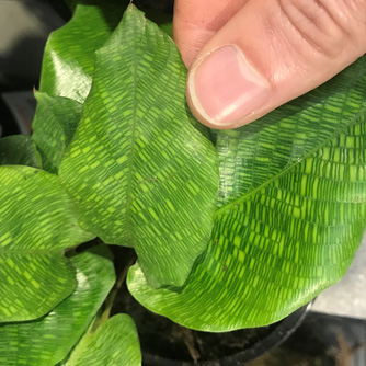 Calathea musaica