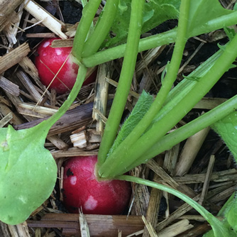 Superficial nibbling on radish root (white spots)