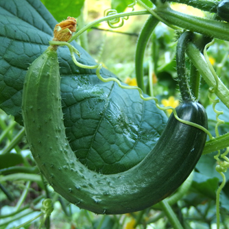 Sometimes a cucumber will curl but this is normal