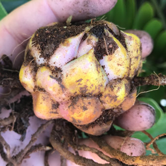 Lilium bulbs are made up of overlapping scales