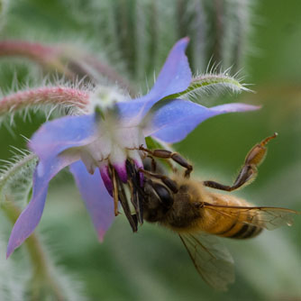 Bees can't get enough of the delicious nectar in borage flowers