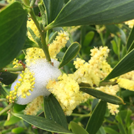 Spittle bugs on a wattle