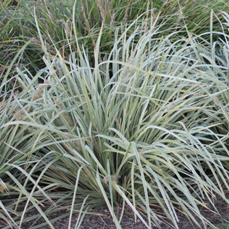 Variegated foliage of lomandra 'Lucky Stripe' (image credit - Ozbreed)