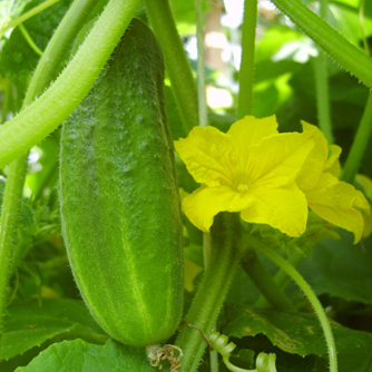 Cucumber flowers and developing fruit