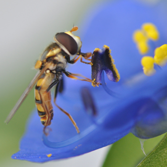 Hoverfly feasting on pollen