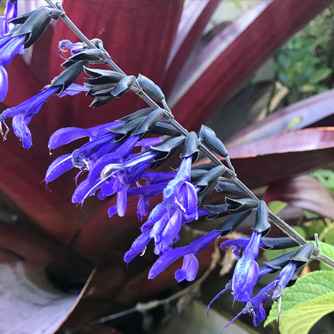 Salvia 'Black and Bloom' is just stunning