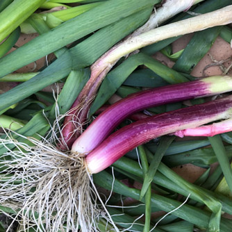 Red stemmed spring onions are also available