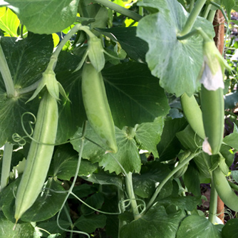 Sugar snap peas