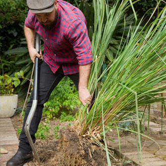 Lemongrass can be easily dug up and divided