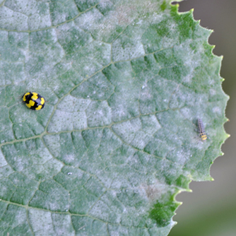 Zucchini leaf with powdery mildew (note the adult and juvenile ladybeetle feeding on the mildew)