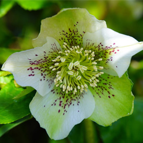 White hellebore flower with freckles