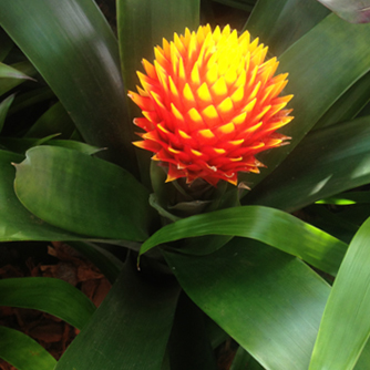 The flower spike on this guzmania is unmissable