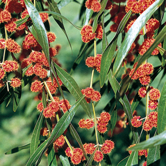 The unusual red flowering wattle Acacia 'Scarlet Blaze'