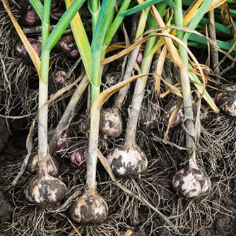 Gently brush dirt of freshly dug garlic and hang to cure for a few weeks