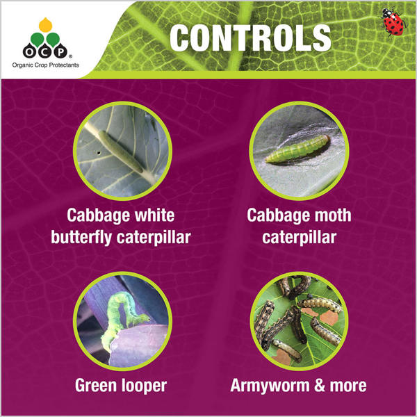 OCP eco-caterpillar killer tile 2