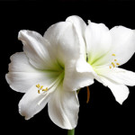 Summer Flowering Bulbs