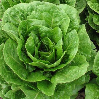 Cos lettuce