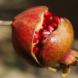 Split pomegranate fruit is still edible
